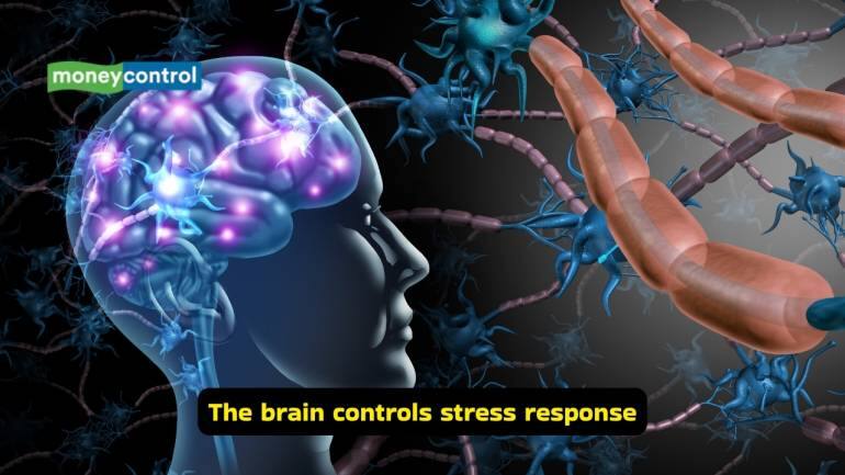 Stress affects your brain and nerves (Image: Canva)