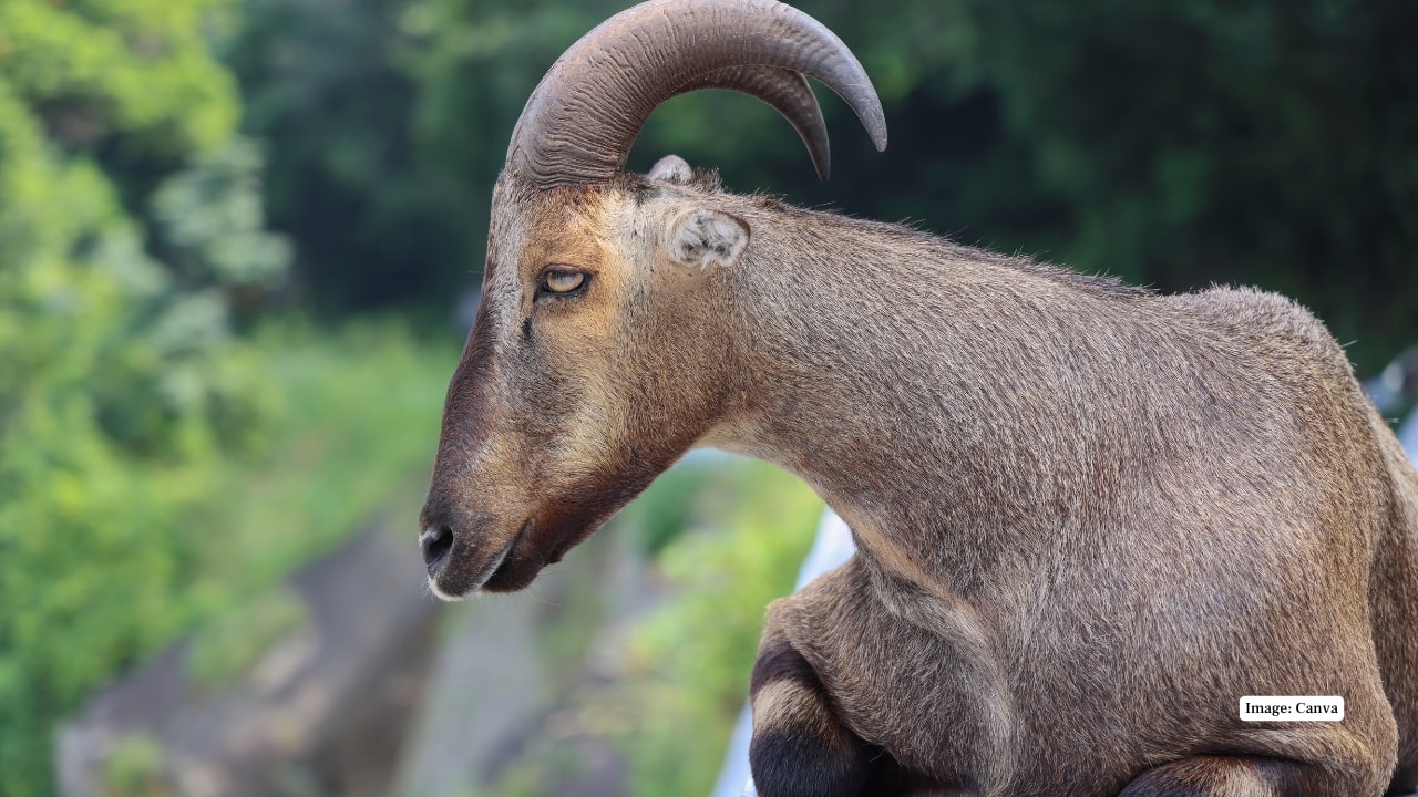 4. Nilgiri Tahr Mountain-goat-antelope, with short brown-grey hair and curved horns. Likes boulder cliffs and plains on the fringes of the park. Very timid, and can be seen at the dawn or nightfall when grazing. (Image: Canva) 4. Nilgiri Tahr Mountain-goat-antelope, with short brown-grey hair and curved horns. Likes boulder cliffs and plains on the fringes of the park. Very timid, and can be seen at the dawn or nightfall when grazing. (Image: Canva)