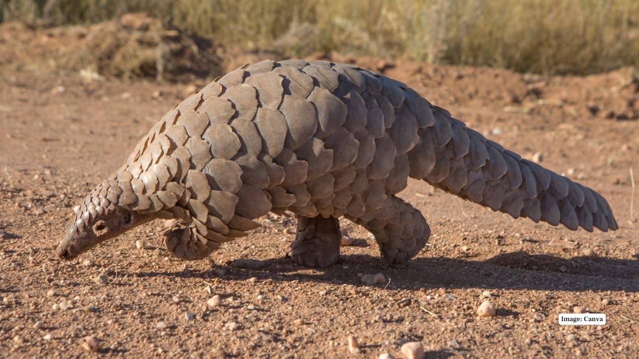 5. Indian Pangolin Nocturnal scaly mammal that curls up in a ball when in danger. Preys predominantly on ants and termites by the application of a long sticky tongue. It is one of the hardest to see mammals here. (Image: Canva) 5. Indian Pangolin Nocturnal scaly mammal that curls up in a ball when in danger. Preys predominantly on ants and termites by the application of a long sticky tongue. It is one of the hardest to see mammals here. (Image: Canva)
