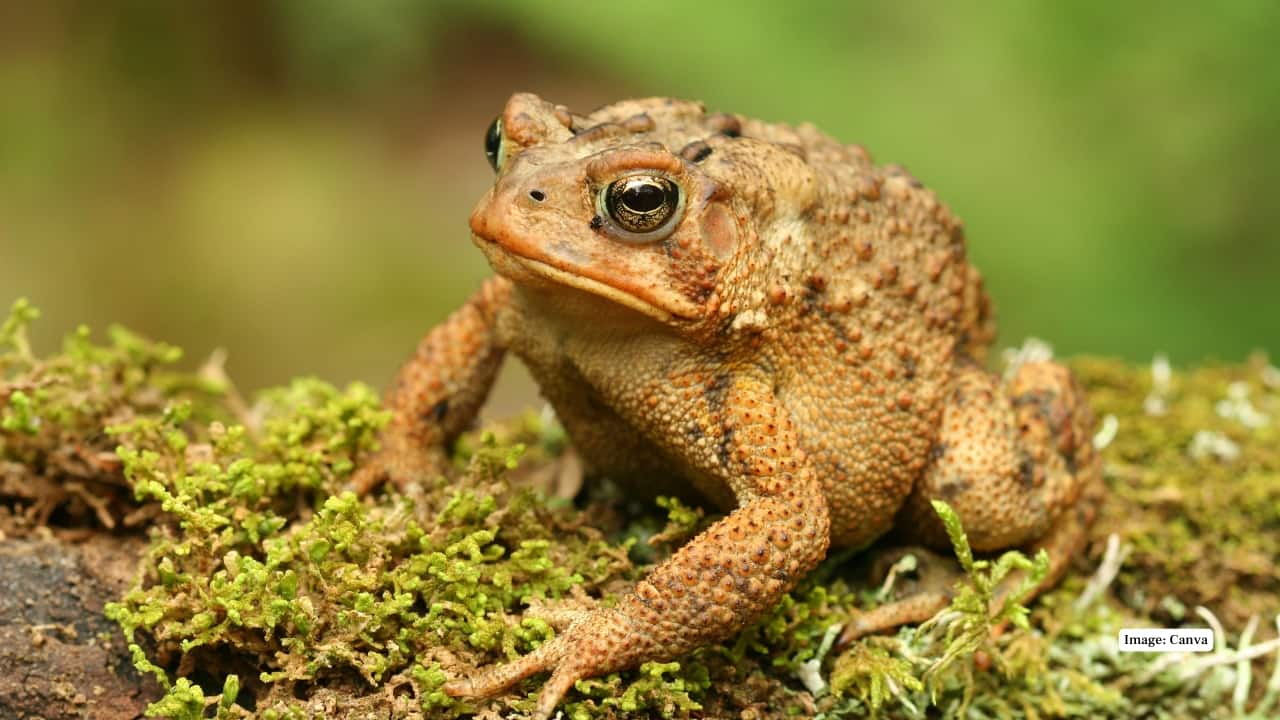 6. Blaira rubigina (Red Torrent Toad) Large amphibian of bright orange throat, red on the back. inhabits faster running streams at elevation. Minuscule, cryptic, may be concealed in rocks and litter around watercourses. (Image: Canva) 6. Blaira rubigina (Red Torrent Toad) Large amphibian of bright orange throat, red on the back. inhabits faster running streams at elevation. Minuscule, cryptic, may be concealed in rocks and litter around watercourses. (Image: Canva)