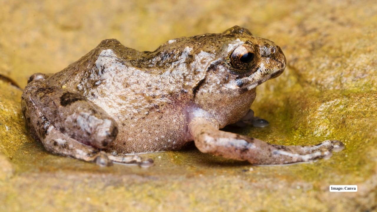 7. Frog: Raorchestes lechiya (Shrub Frog of Lechiyappan) Small frog that is only found at altitudes of more than 1800m in Silent Valley. Living on leaf litter, pale brown on the back. Known at very many localities; extremely endemic and not much common. (Image: Canva) 7. Frog: Raorchestes lechiya (Shrub Frog of Lechiyappan) Small frog that is only found at altitudes of more than 1800m in Silent Valley. Living on leaf litter, pale brown on the back. Known at very many localities; extremely endemic and not much common. (Image: Canva)
