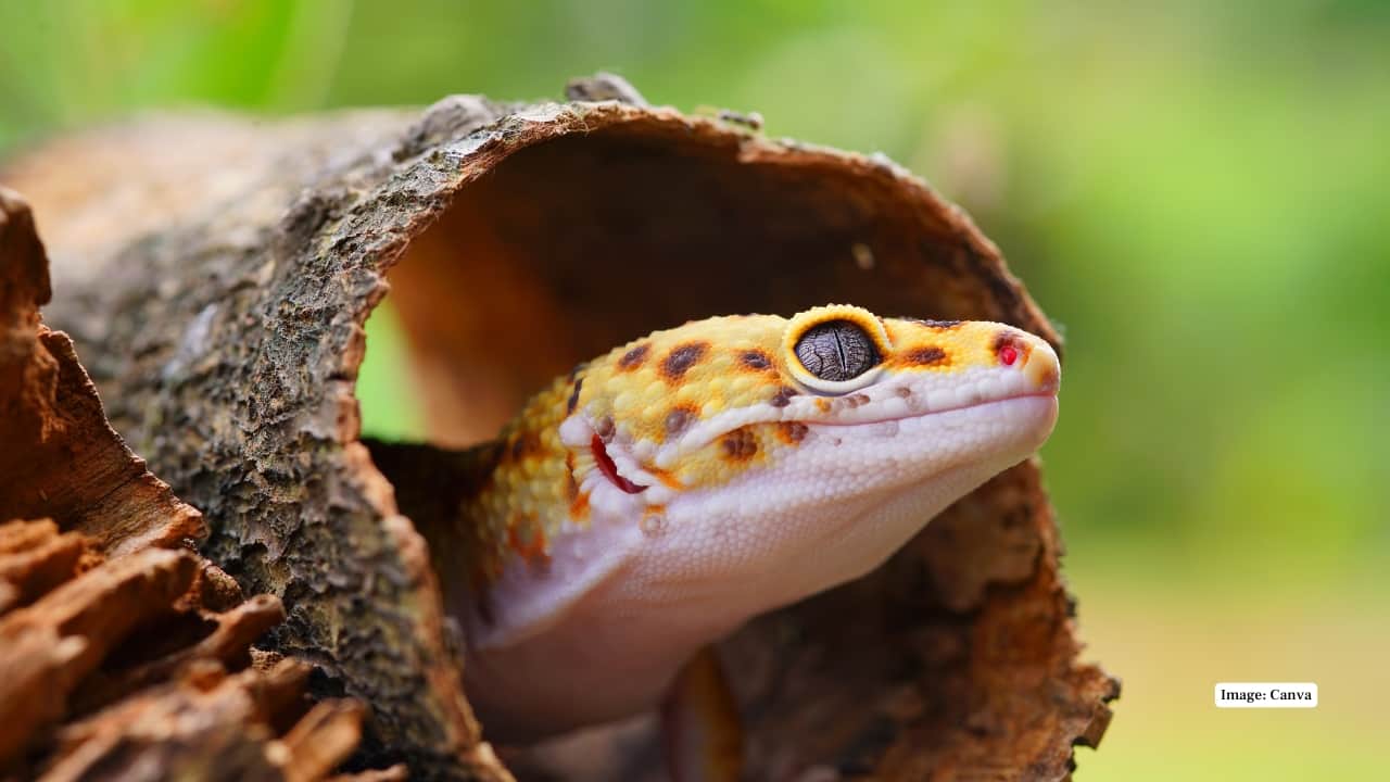 8. Longnosed Gecko ( Gecko longispinus ) Brown marbled and smooth-scaled under-scale small, arboreal lizard. Native to Western Ghats; can be found on tree trunks and rock faces of wet patches of forests, particularly in the shaded moist places. (Image: Canva) 8. Longnosed Gecko ( Gecko longispinus ) Brown marbled and smooth-scaled under-scale small, arboreal lizard. Native to Western Ghats; can be found on tree trunks and rock faces of wet patches of forests, particularly in the shaded moist places. (Image: Canva)
