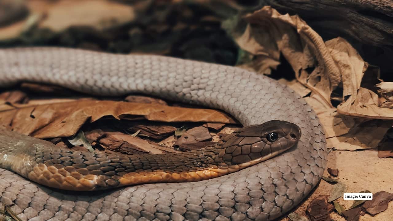 9. King Cobra One of the longest poisonous snakes of the world. Powerful hood, neck bands, striped. Likes thick forest floor in the water; exceedingly uncommon. Predator with a very important role in the ecosystem. (Image: Canva) 9. King Cobra One of the longest poisonous snakes of the world. Powerful hood, neck bands, striped. Likes thick forest floor in the water; exceedingly uncommon. Predator with a very important role in the ecosystem. (Image: Canva)
