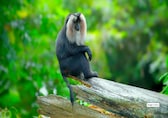 10 Rare &amp; Exotic Animals in Silent Valley National Park