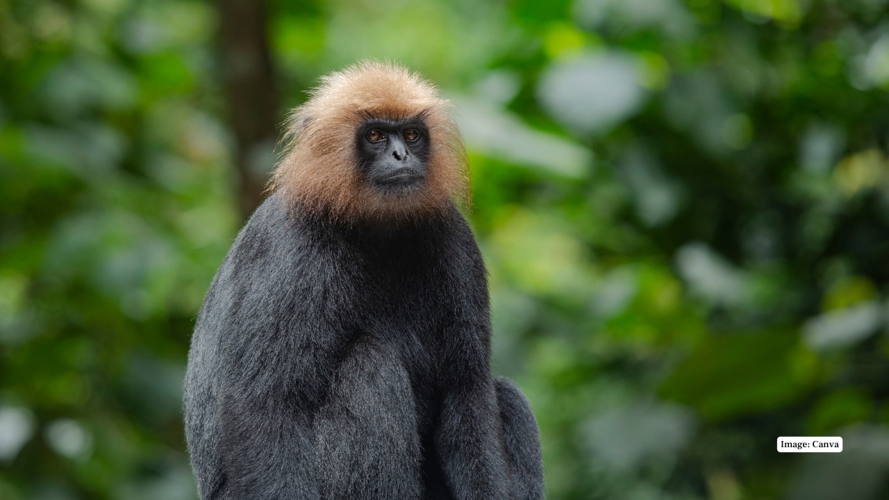 2. Nilgiri Langur Sleek black fur head of golden brown, long tail, arboreal. Troop motions in the mid elevation forests, browsing and consuming leaves, fruits and rarely going into deep undergrowth. (Image: Canva) 2. Nilgiri Langur Sleek black fur head of golden brown, long tail, arboreal. Troop motions in the mid elevation forests, browsing and consuming leaves, fruits and rarely going into deep undergrowth. (Image: Canva)