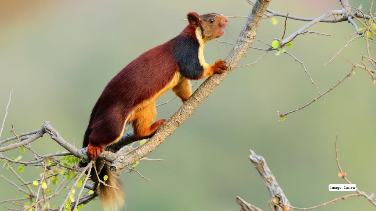 3. Malabar Giant Squirrel Large, yellowish brown (reddish brown) tree squirrel with cream spots. Agile forest giant-leaper, can be seen in upper canopy on daylight hours and its silhouette is usually seen on the sky. (Image: Canva) 3. Malabar Giant Squirrel Large, yellowish brown (reddish brown) tree squirrel with cream spots. Agile forest giant-leaper, can be seen in upper canopy on daylight hours and its silhouette is usually seen on the sky. (Image: Canva)