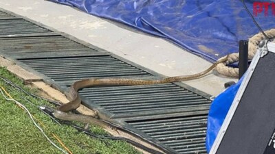 Snake spotted during India women's training in Colombo