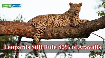 Leopards Still Rule 85% of Aravalis Despite Rising Human Pressure (Representational Image: Canva)