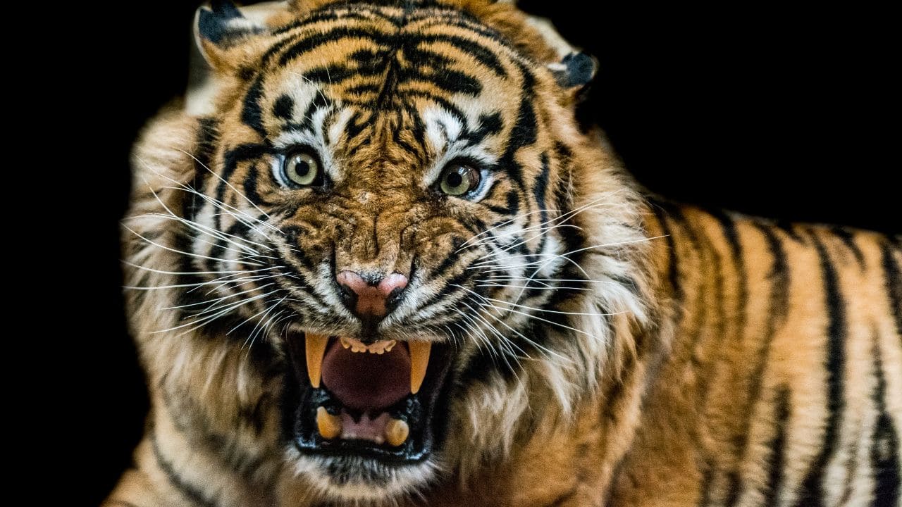 The Champawat Tiger: Tale of the 'world’s deadliest man-eater' that slaughtered over 400 and escaped an army