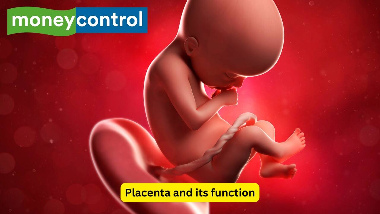 Placenta and its function The placenta is an organ that forms in the uterus during pregnancy, and aids in providing nutrition to the growing fetus. It also is useful in the exchange of gases, and excretion of waste via the umbilical cord. It is usually located at the top of the uterus, or in the side walls.(Image: Canva) Placenta and its function The placenta is an organ that forms in the uterus during pregnancy, and aids in providing nutrition to the growing fetus. It also is useful in the exchange of gases, and excretion of waste via the umbilical cord. It is usually located at the top of the uterus, or in the side walls.(Image: Canva)