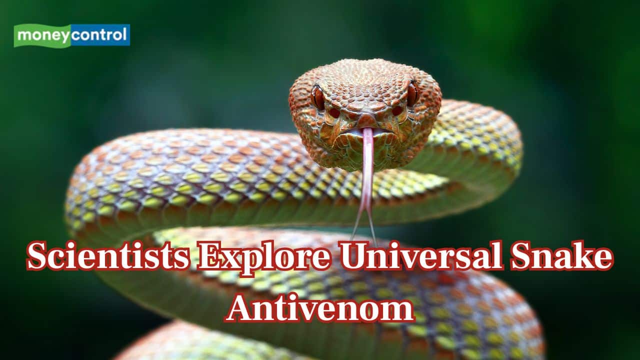 Scientists to soon create 'universal antivenom' against deadly snake bites — Here's everything you should know