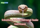 Scientists to soon create 'universal antivenom' against deadly snake bites — Here's everything you should know