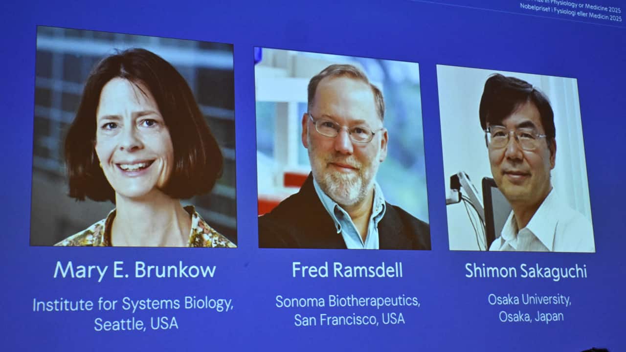 Medicine Nobel 2025 awarded to Brunkow, Ramsdell and Sakaguch for immune tolerance Medicine Nobel 2025 awarded to Brunkow, Ramsdell and Sakaguch for immune tolerance