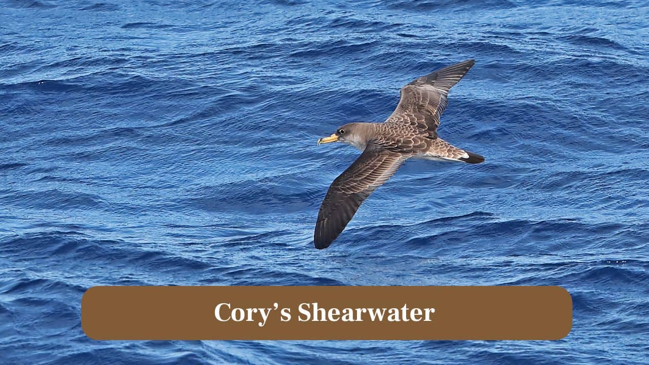 10. Cory's Shearwater: Cory’s Shearwaters have been recorded circling hurricanes, using chaotic wind patterns to glide efficiently across vast ocean expanses. (Image: Canva)