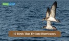 10 birds that fly into hurricanes