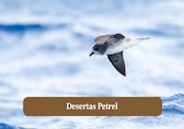 10 birds that fly into hurricanes
