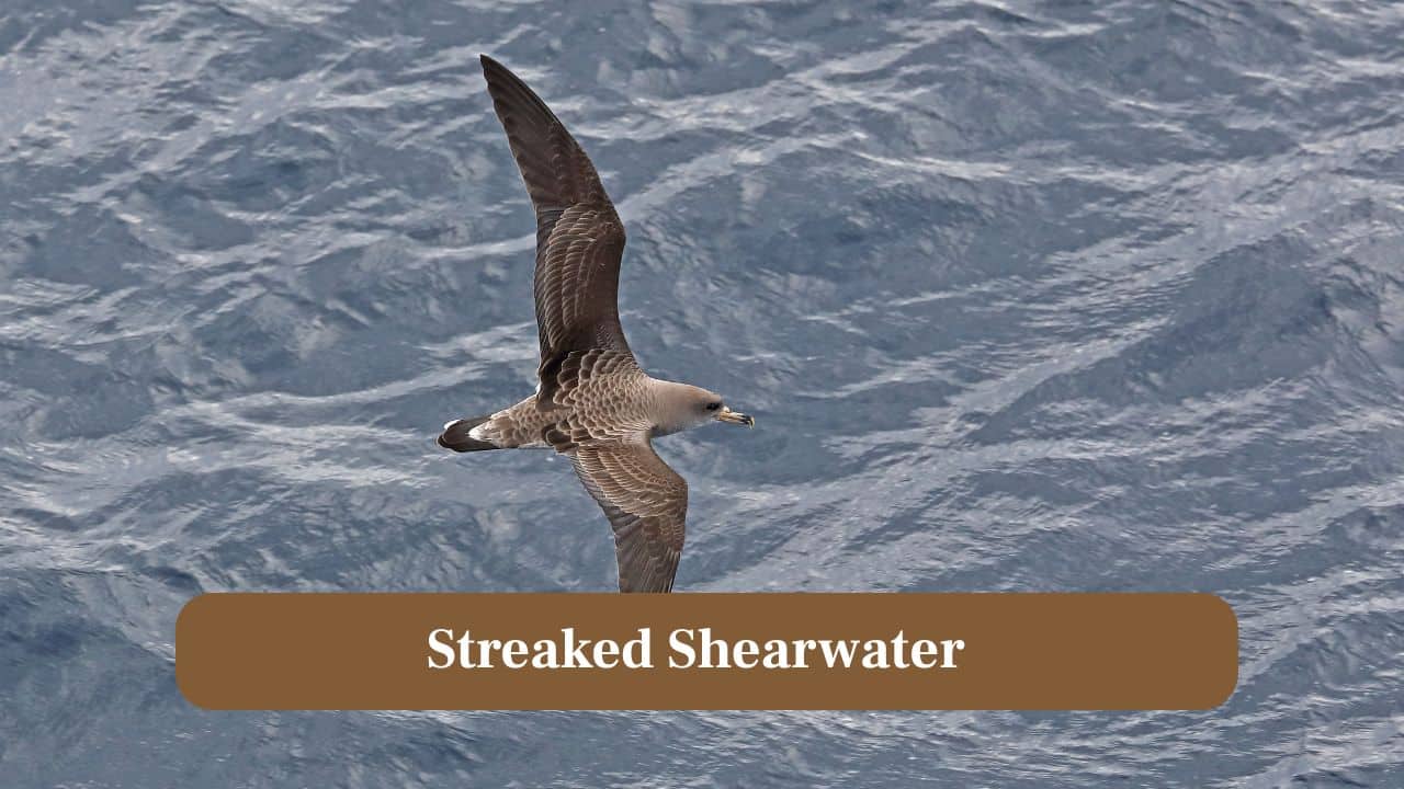 2. Streaked Shearwater: Native to Japan, these seabirds astonish scientists by flying directly into typhoons, using the eye to navigate intense winds. (Image: Canva)
