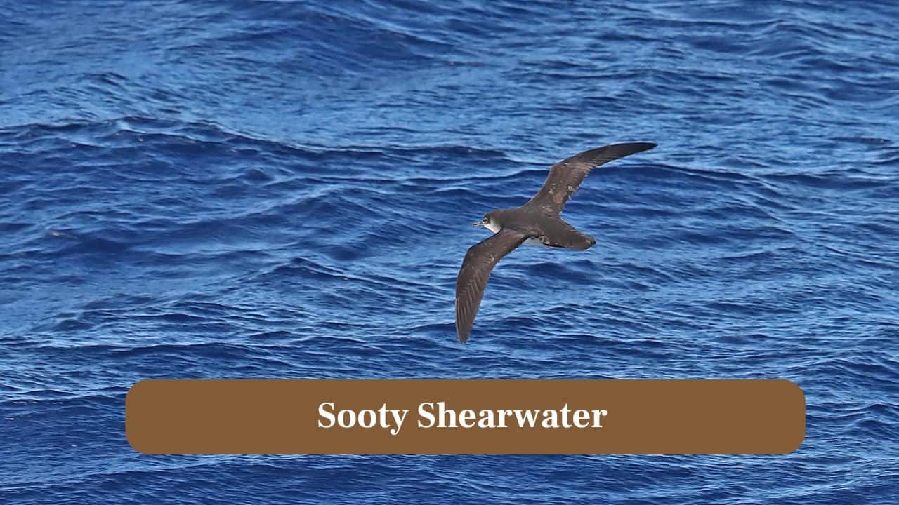 3. Sooty Shearwater: Sooty Shearwaters bravely navigate hurricane winds, using powerful glides and storm currents to travel vast distances across turbulent oceans. (Image: Canva)