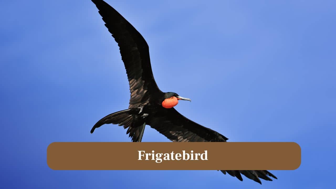 4. Frigatebird: Frigatebirds may soar along hurricane edges, using powerful updrafts to travel long distances while avoiding exhausting wing flaps. (Image: Canva)