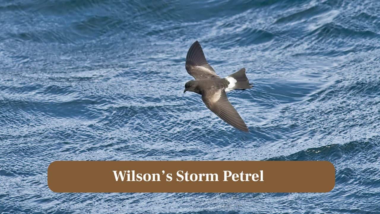 5. Wilson's Storm Petrel: These tiny ocean wanderers occasionally enter storm zones, gliding effortlessly above crashing waves powered by relentless hurricane winds. (Image: Canva)