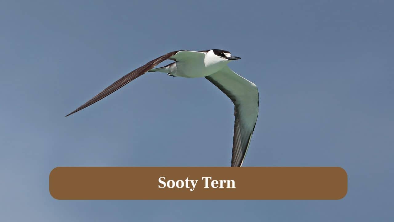 7. Sooty Tern: These tropical terns often get swept into cyclones, circling the storm’s periphery in search of displaced marine prey. (Image: Canva)