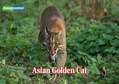 Elusive Asian Golden Cat: The bird-plucking predator and colour-shifting feline facing growing threats