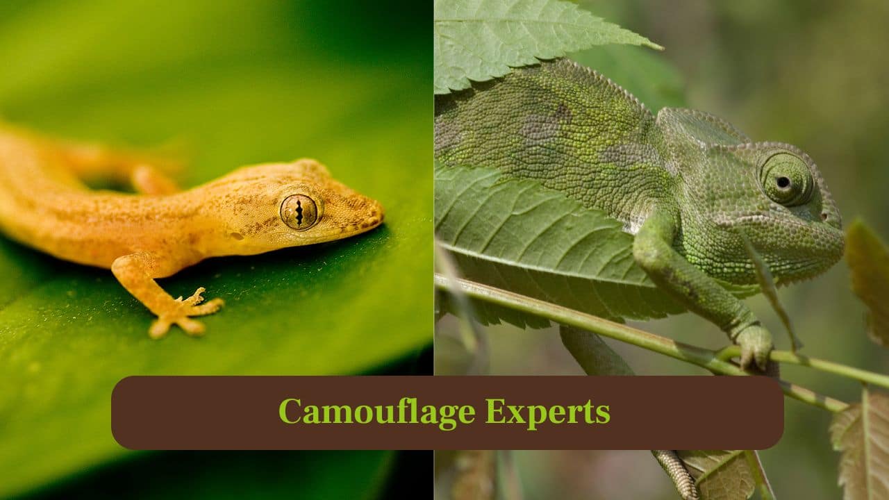 Chameleon vs Gecko: Masters of Stealth and Surprise Chameleon vs Gecko: Masters of Stealth and Surprise