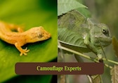 Chameleon vs Gecko: Masters of Stealth and Surprise