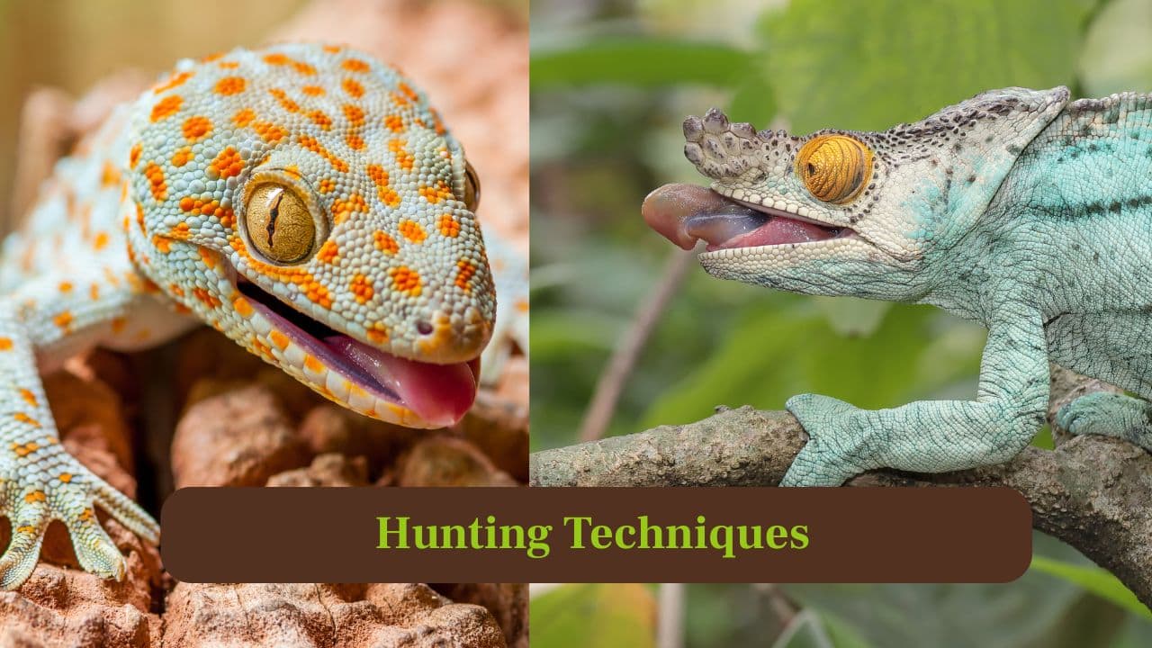 2. Hunting Techniques: Chameleons capture prey with long, sticky tongues. Geckos strike quickly, relying on lightning-fast reflexes to catch insects efficiently. (Image: Canva)