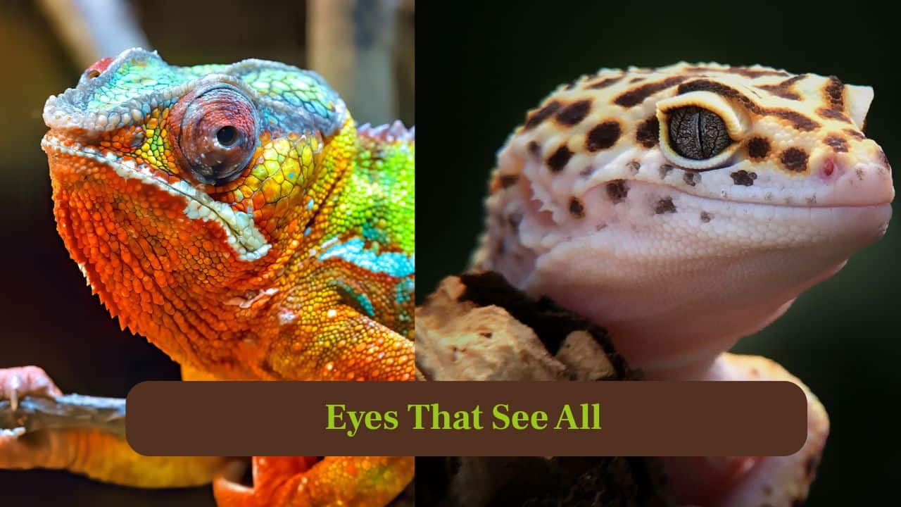 3. Eyes that see all: Chameleons rotate their eyes independently, spotting prey in 360 degrees, whereas geckos have keen night vision for nocturnal hunting. (Image: Canva)