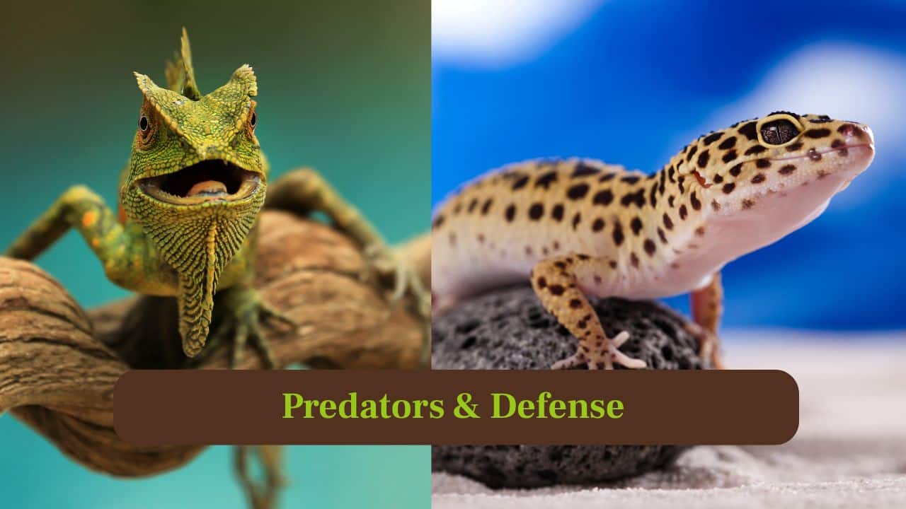 6. Predators and Defense: Chameleons rely on camouflage and stillness, whereas geckos use agility, vocalisation and tail-shedding to escape predators. (Image: Canva)