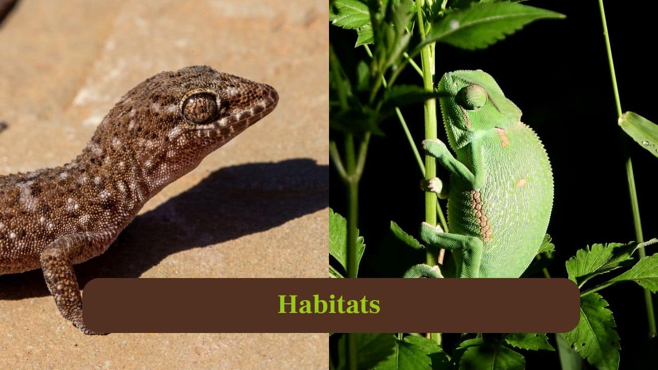 7. Habitats: Chameleons thrive in trees and bushes of Africa and Madagascar. The geckos inhabit diverse environments from deserts to tropical forests. (Image: Canva)