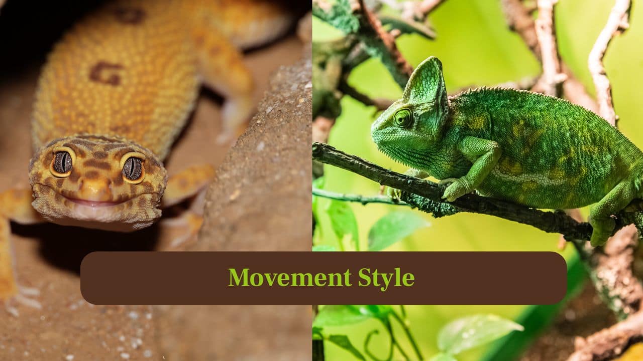 8. Movement Style: Chameleons move slowly, swaying like leaves to avoid detection. Whereas geckos dash quickly, climbing walls and ceilings with unmatched agility. (Image: Canva)
