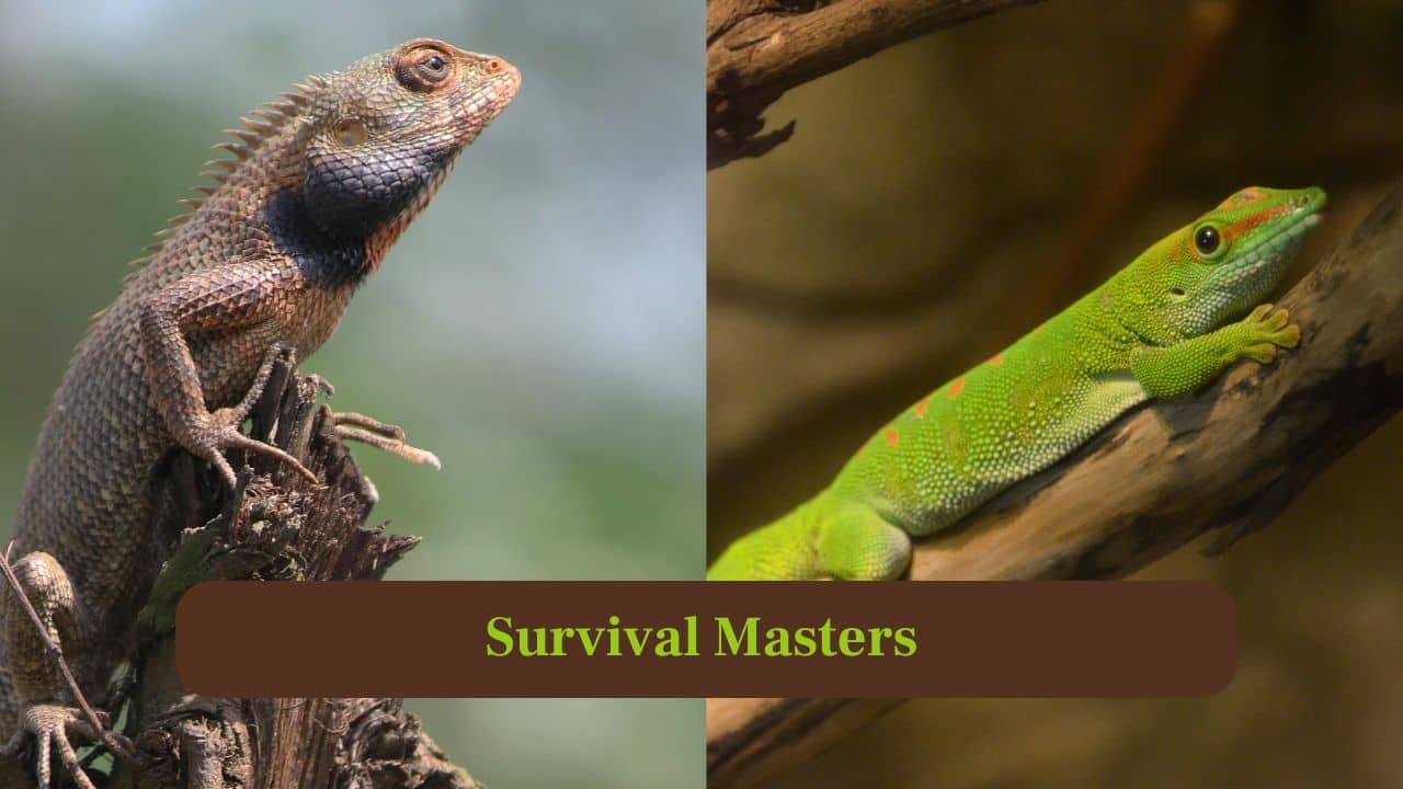 9. Survival Masters: Both species showcase extraordinary adaptations for survival. Camouflage, agility, and clever behaviour ensure these reptiles remain elusive in the wild. (Image: Canva)
