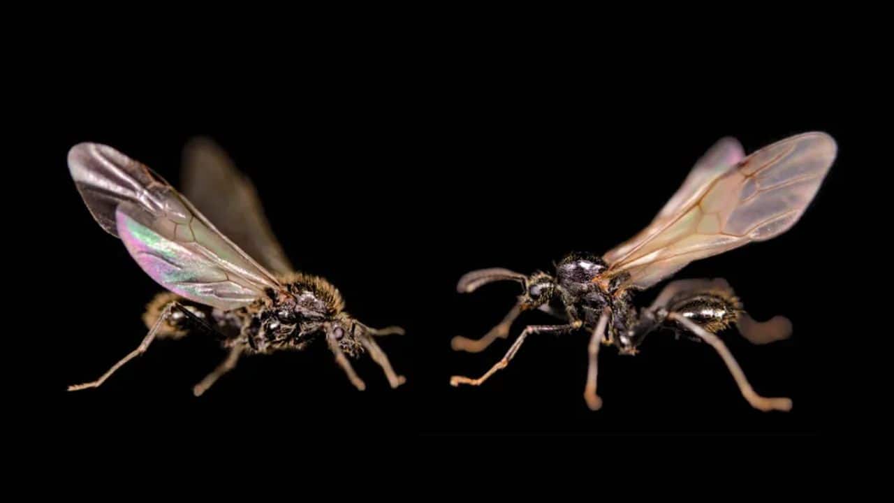 In a sci-fi twist, ant queens defy evolution by cloning males of another species