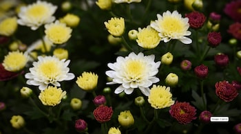After Tulips, Kashmir Bets on Chrysanthemums to Keep Tourism in Full Bloom (Image: Canva)