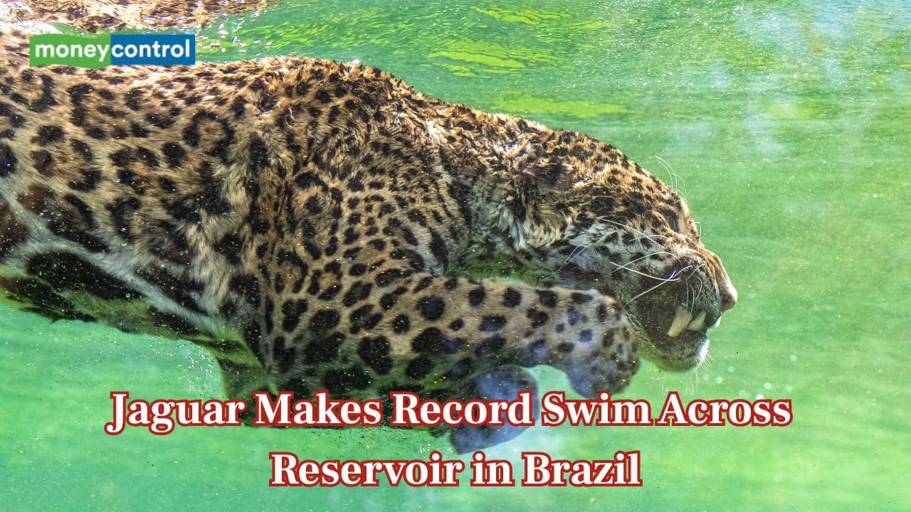 Brazilian Jaguar stuns researchers with longest recorded swim ever