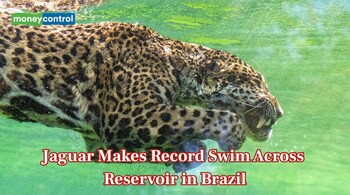 Jaguar Makes Record Swim Across Reservoir in Brazil (Representational Image: Canva)