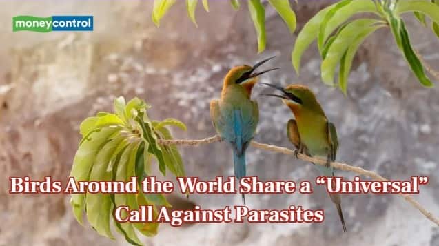Birds use a 'universal' call worldwide to warn of danger