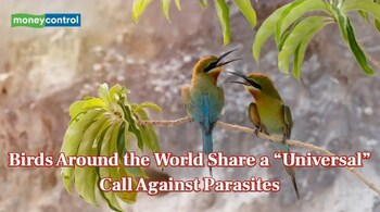 Birds Around the World Share a “Universal” Call Against Parasites (Representative Image: Canva)