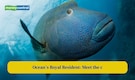 Humphead Wrasse: Meet this ocean’s royal resident