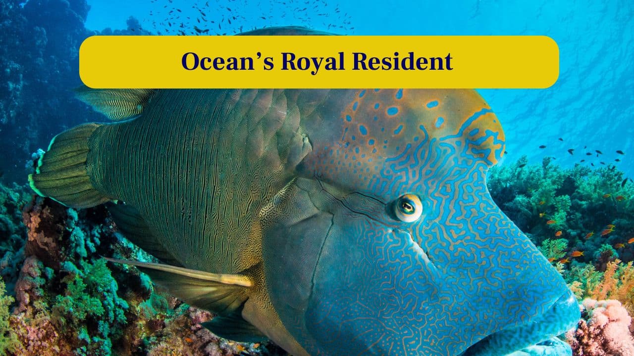 Humphead Wrasse: Meet this ocean’s royal resident Humphead Wrasse: Meet this ocean’s royal resident