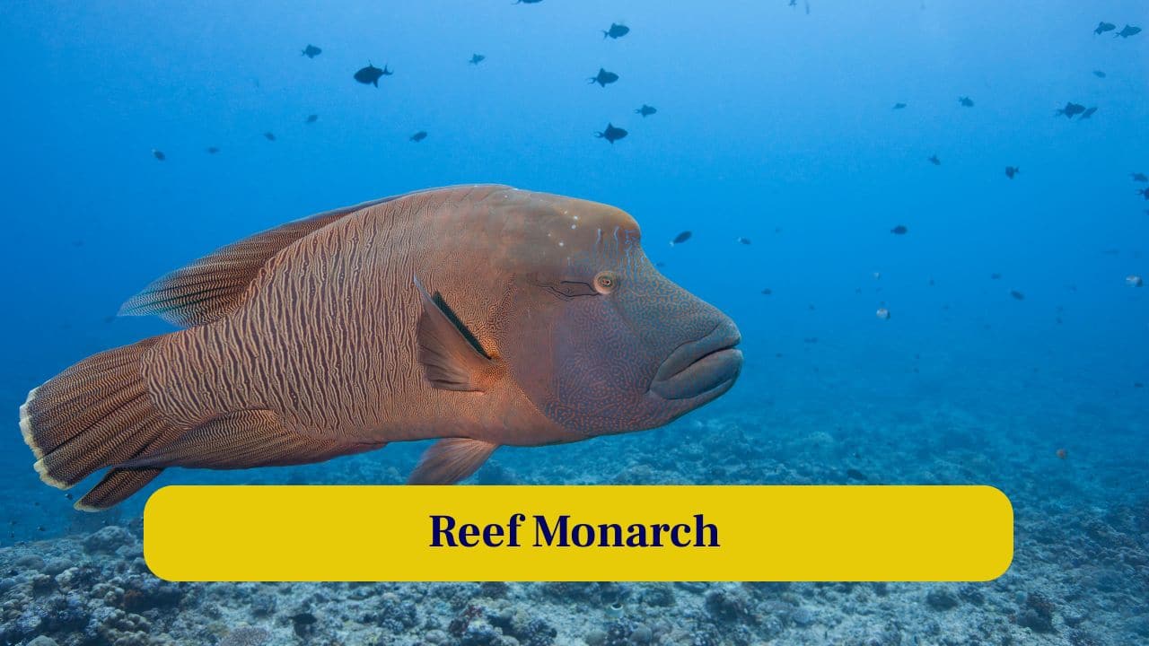 2. Reef Monarch: This fish reigns supreme over coral reefs, gliding gracefully among corals while commanding attention from divers and marine enthusiasts worldwide. (Image: Canva)