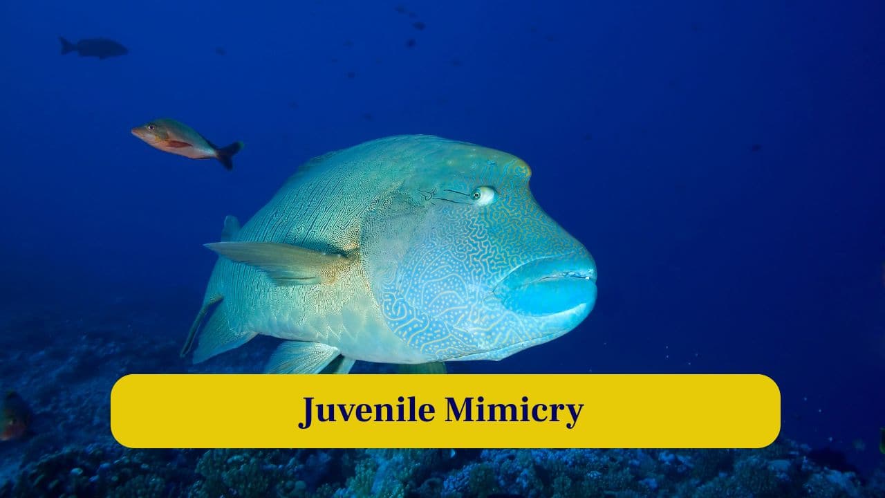 9. Juvenile Mimicry: Young wrasses often mimic other fish species behaviours to avoid predators. This clever trick increases their survival chances in dangerous reef environments. (Image: Canva)