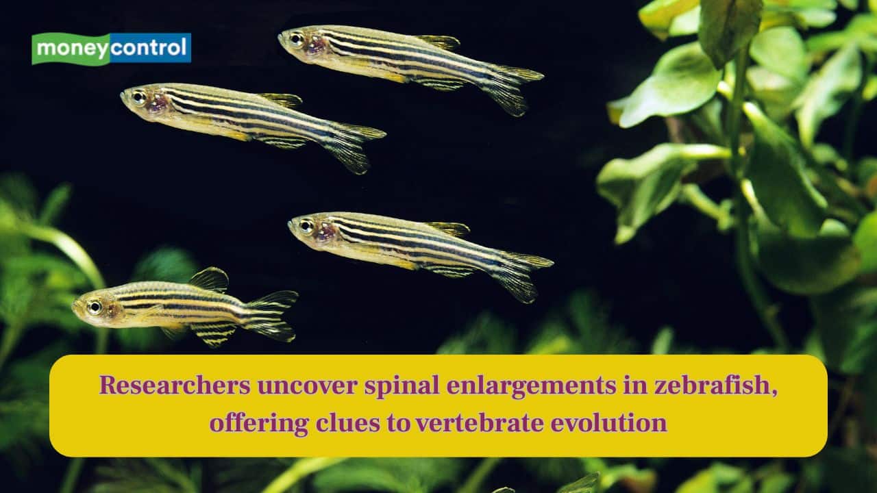 Researchers uncover spinal enlargements in zebrafish, offering clues to vertebrate evolution