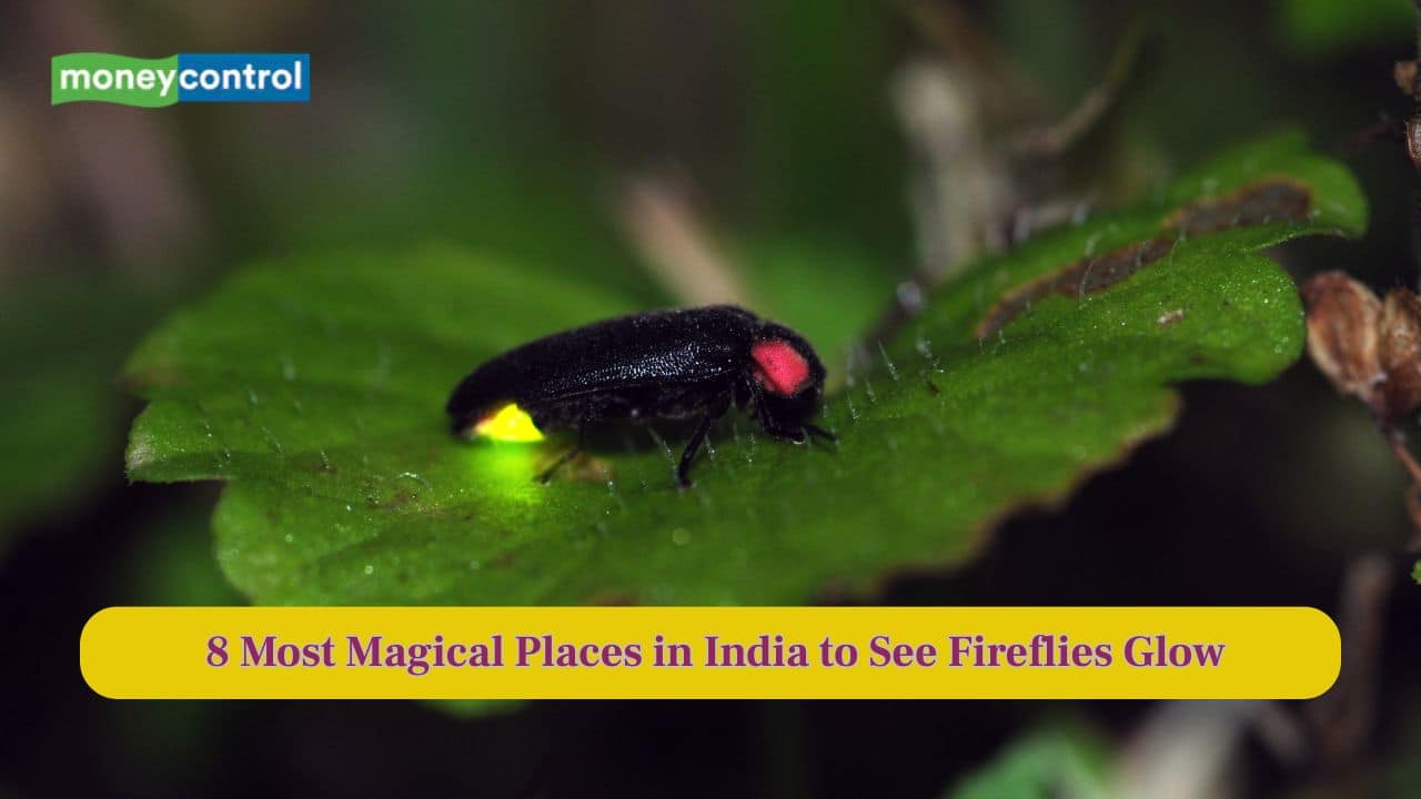 8 Most Magical Places in India to See Fireflies Glow