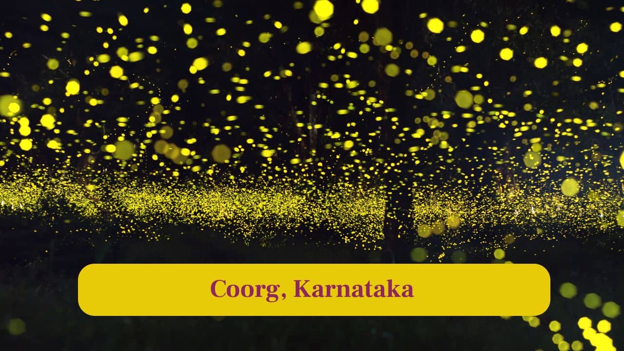 8 Most Magical Places in India to See Fireflies Glow 8 Most Magical Places in India to See Fireflies Glow