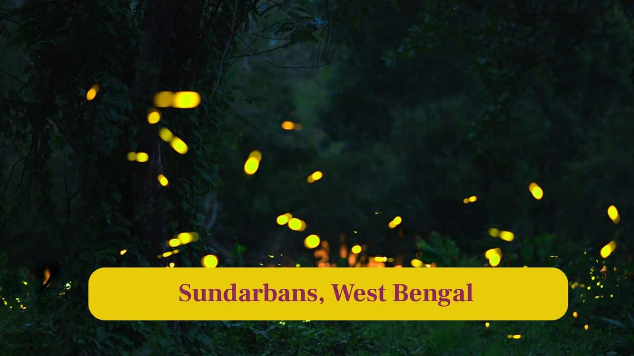 3. Sundarbans, West Bengal: The Sundarbans mangroves host fireflies that flicker along the riverbanks, enhancing the mystery of this UNESCO World Heritage site. (Image: Canva)