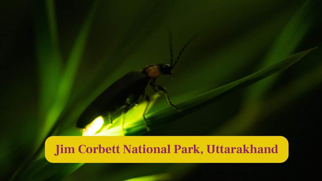 4. Jim Corbett National Park, Uttarakhand: During summer evenings, fireflies sparkle in the forest undergrowth, adding an enchanting glow to the park’s wildlife habitat. (Image: Canva)