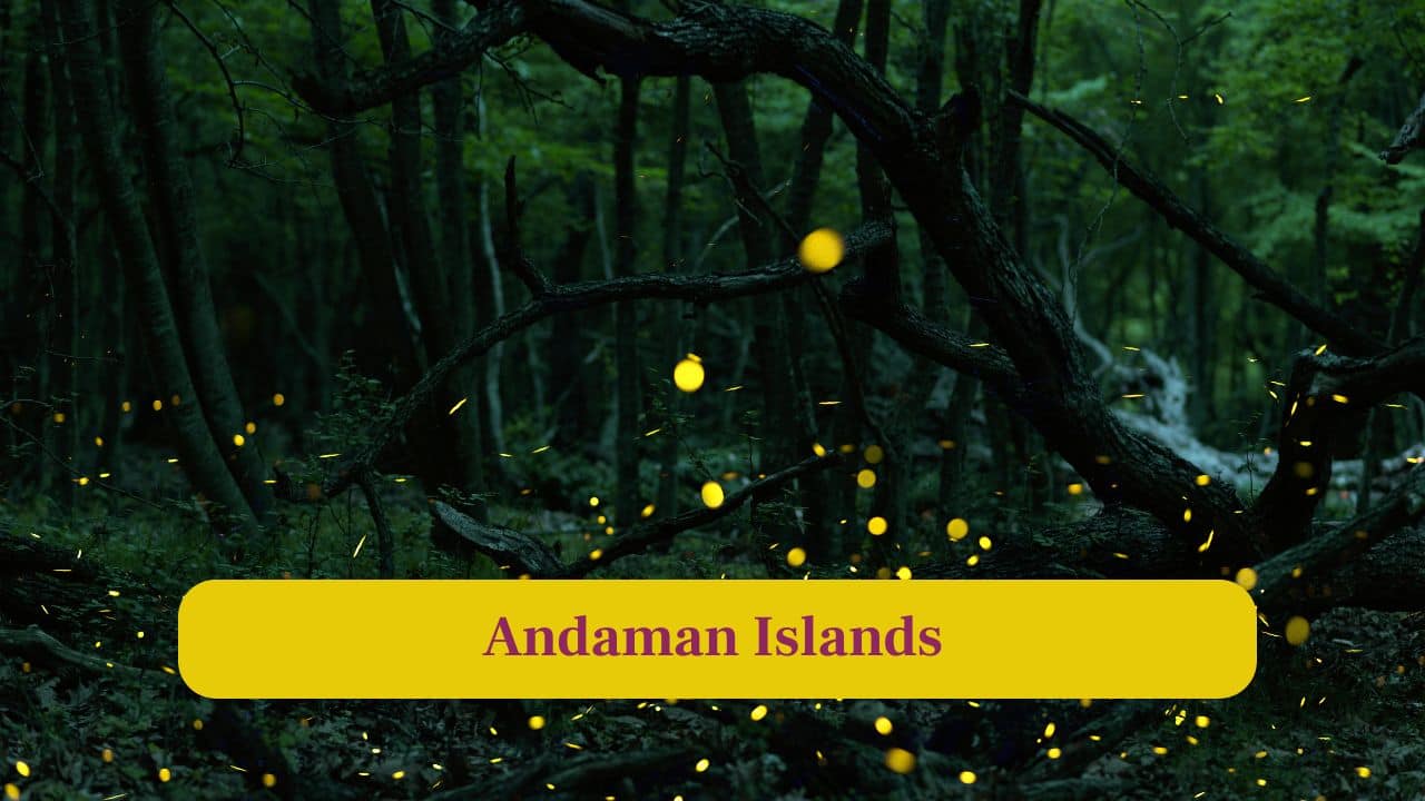 6. Andaman Islands: Pristine beaches and dense forests of the Andamans are lit by fireflies, creating surreal reflections along the shoreline. (Image: Canva)